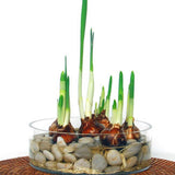Mosser Lee 5 lb. Mixed River Stones - Super Arbor
