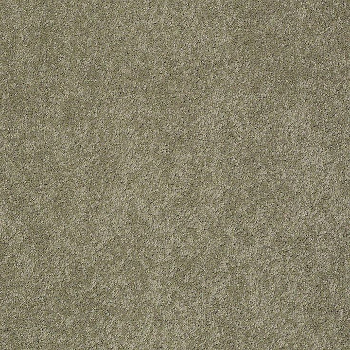 STAINMASTER PetProtect Baxter I Buddy Textured Carpet (Indoor)
