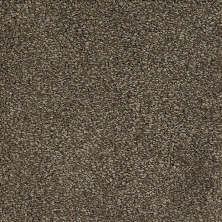 STAINMASTER Signature Briar Patch Kinston Textured Carpet Sample (Interior)
