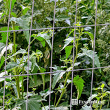 Fencer Wire 3 ft. x 50 ft. 14-Gauge Welded Wire Fence with Mesh 2 in. x 4 in.