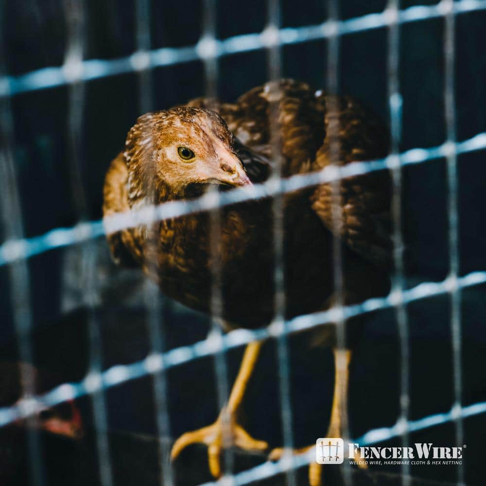 Fencer Wire 3 ft. x 25 ft. 16-Gauge Welded Wire Fence, Mesh Size 1/2 in. x 1 in. Multiple Use Galvanized Welded Wire Roll