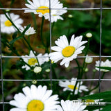 Fencer Wire 2 ft. x 50 ft. 16-Gauge Galvanized Rabbit Guard Garden Fence, Welded Wire Fence for Preventing Rabbits & Small Animals