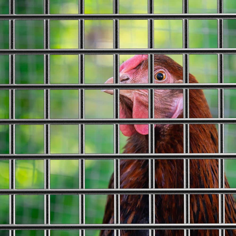1/2 in. x 2 ft. x 5 ft. 19-Gauge Hardware Cloth