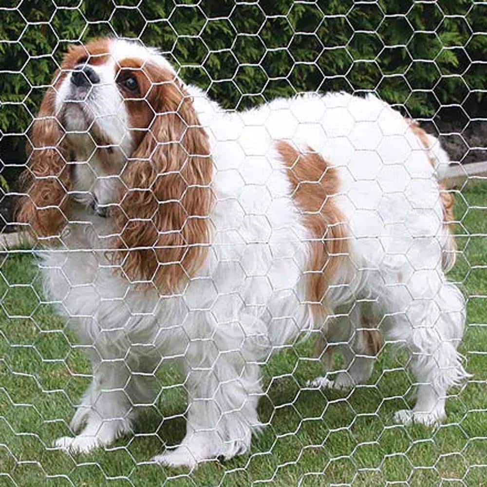 PEAK 50 ft. L x 48 in. H Galvanized Steel Hexagonal Wire Netting with 1 in. x 1 in. Mesh Size Garden Fence