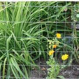 PEAK 36 in. H x 50 ft. L Galvanized Steel Welded Utility Fence with 4 in. x 2 in. Mesh Size Garden Fence