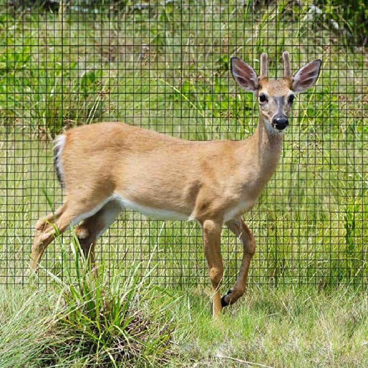 6.56 ft. x 164 ft. 3.7 Oz. Plastic PP Stretch Net Deer Net Protective Net Fence Net Household