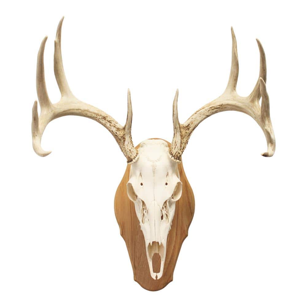 Walnut Hollow Solid Walnut Euro Mount Kit