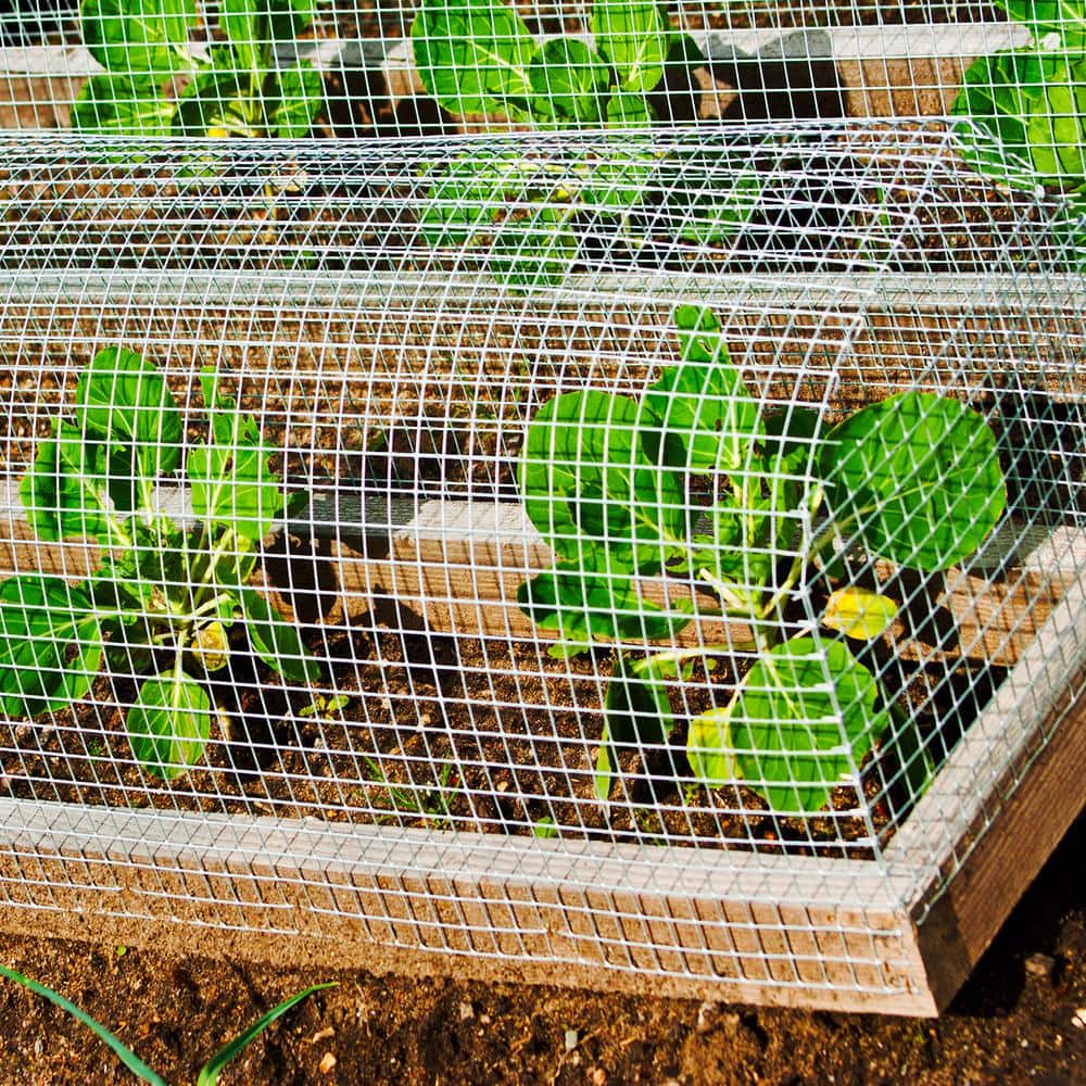 Yard Elements 1/2 in. x 4 ft. x 50 ft. Hardware Cloth : 19-Gauge Wire Mesh Fence : Chicken Wire, Rabbit Cage : Garden & Plant Support