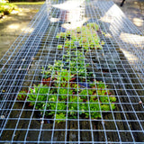Yard Elements 1/2 in. x 4 ft. x 50 ft. Hardware Cloth : 19-Gauge Wire Mesh Fence : Chicken Wire, Rabbit Cage : Garden & Plant Support