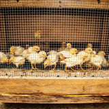 Yard Elements 1/2 in. x 4 ft. x 50 ft. Hardware Cloth : 19-Gauge Wire Mesh Fence : Chicken Wire, Rabbit Cage : Garden & Plant Support