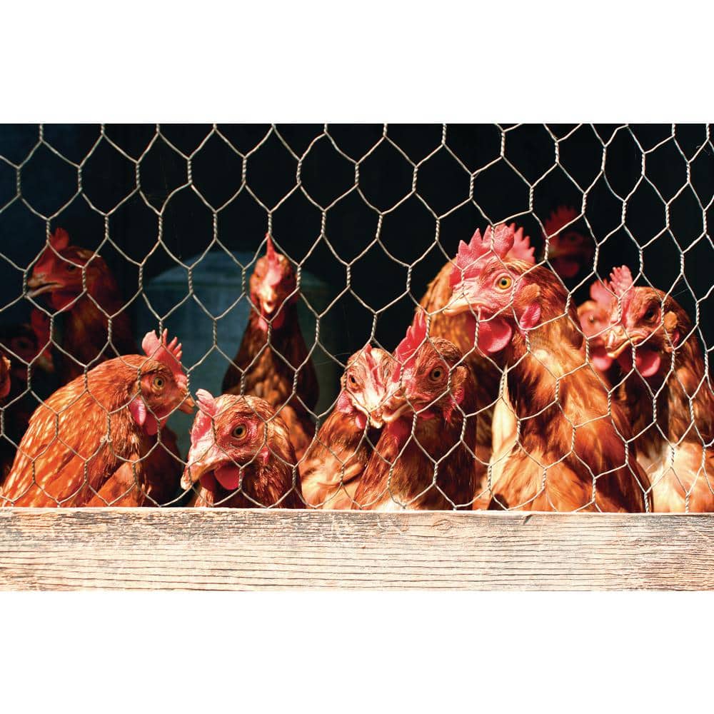 YARDGARD 1 in. x 1 ft. x 50 ft. 20-Gauge Poultry Netting