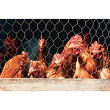 YARDGARD 2 in. Mesh x 4 ft. x 25 ft. 20-Gauge Galvanized Poultry Netting