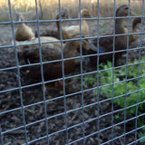 YARDGARD 1/2 in. x 2 ft. x 100 ft. Galvanized Steel Hardware Cloth Garden Fence